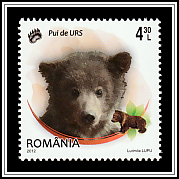 Brown Bear (Ursus arctos)