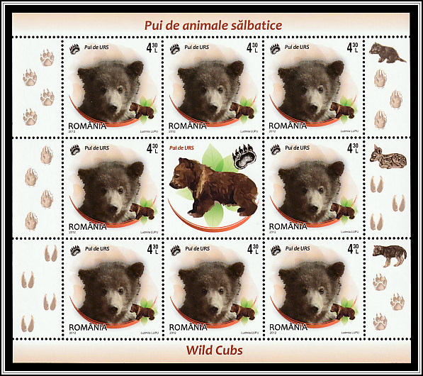 Brown Bear (Ursus arctos)