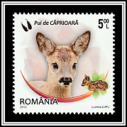 Western Roe Deer (Capreolus capreolus)