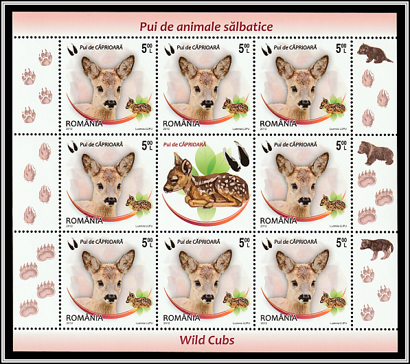 Western Roe Deer (Capreolus capreolus)