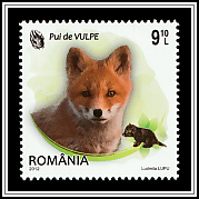 Red Fox (Vulpes vulpes)