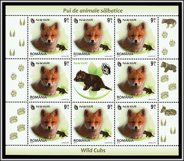 Red Fox (Vulpes vulpes)