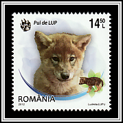 Wolf (Canis lupus)