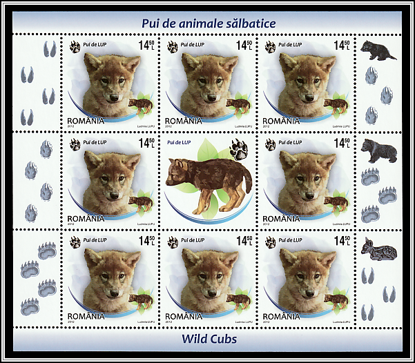 Wolf (Canis lupus)