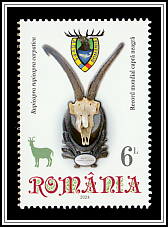Chamois