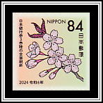 Mountain Cherry Blossoms (Cerasus jamasakura)
