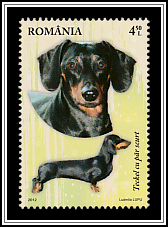 Short-haired Dachshund