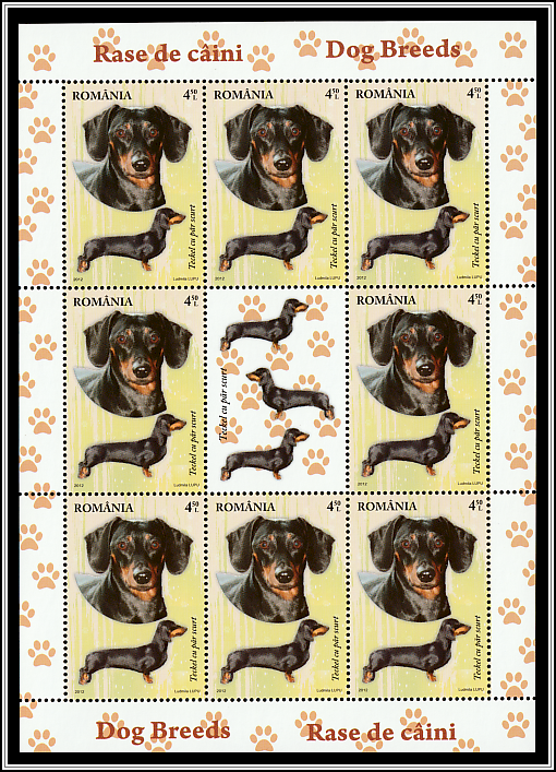 Short-haired Dachshund