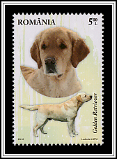 Golden Retriever