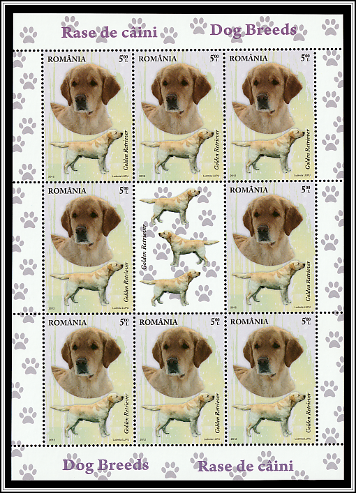 Golden Retriever