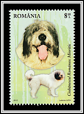 Romanian Mioritic Shepherd