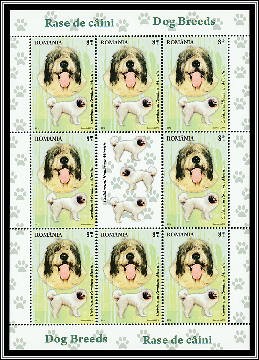 Romanian Mioritic Shepherd