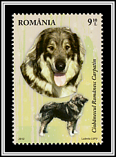 Romanian Carpathian Shepherd