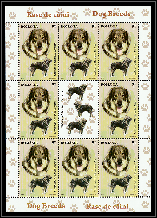 Romanian Carpathian Shepherd