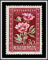 Peonies (Paeonia officinalis)