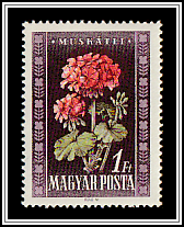Geraniums (Pelargonium odoratissimum)