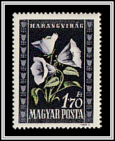 Bluebells (Campanula carpatica)