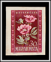 Peonies (Paeonia officinalis)