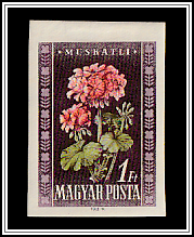 Geraniums (Pelargonium odoratissimum)
