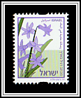 Hyacinth