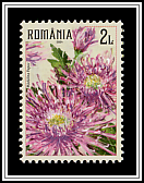Crysanthemums