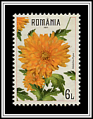 Crysanthemums