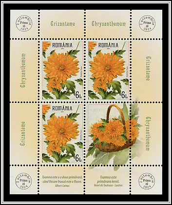 Crysanthemums