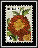 Crysanthemums