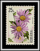 Crysanthemums