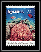 Grooved Brain Coral (Diploria labyrinthiformis)
