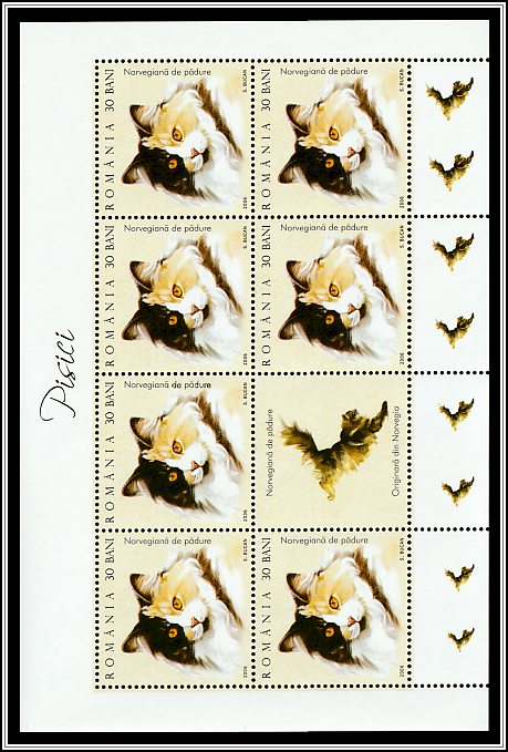Norwegian Forest (MS Type II)