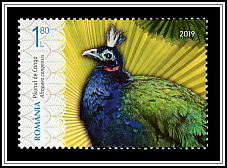 Congo Peafowl (Afropavo congensis)
