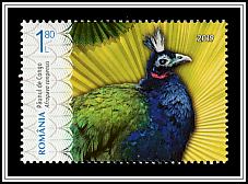 Congo Peafowl (Afropavo congensis)