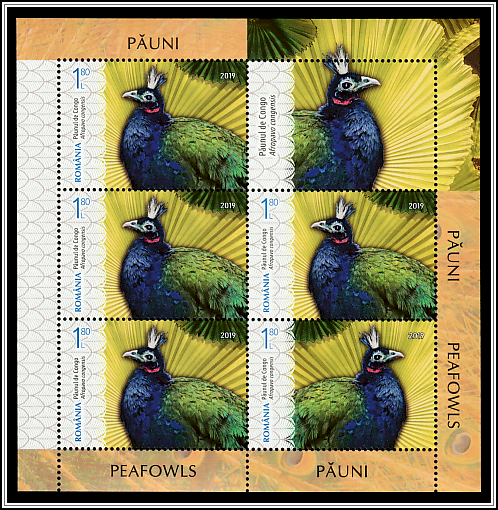 Congo Peafowl (Afropavo congensis)