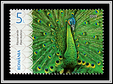 Green Peafowl (Pavo muticus)
