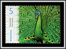 Green Peafowl (Pavo muticus)