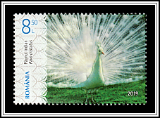 Indian Peafowl (Pavo cristatus)