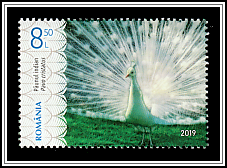 Indian Peafowl (Pavo cristatus)