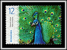 Indian Peafowl (Pavo cristatus)