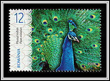 Indian Peafowl (Pavo cristatus)