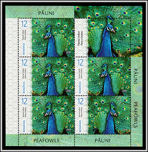 Indian Peafowl (Pavo cristatus)