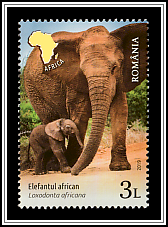 African Elephant (Loxodonta africana)