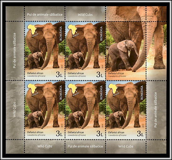 African Elephant (Loxodonta africana)