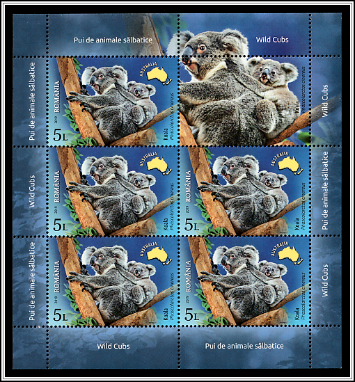 Koala (Phascolarctos cinereus)