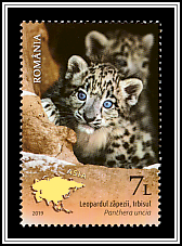 Snow Leopard (Panthera uncia)