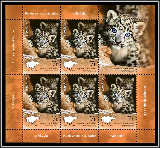 Snow Leopard (Panthera uncia)