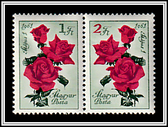 Roses
