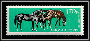 Mares and Foals