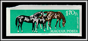 Mares and Foals