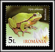 European Tree Frog (Hyla arborea)